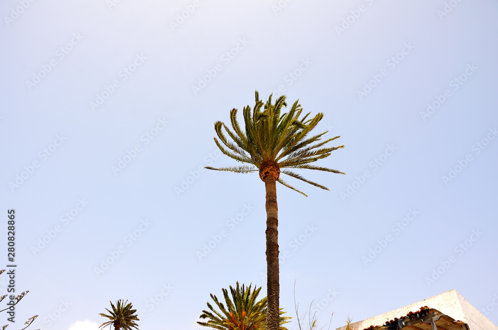 Fototapeta premium Palm Tree Top on a Sunny Day