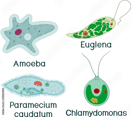 Set of unicellular organisms (protozoa): Paramecium caudatum, Amoeba proteus, Chlamydomonas and Euglena viridis photo