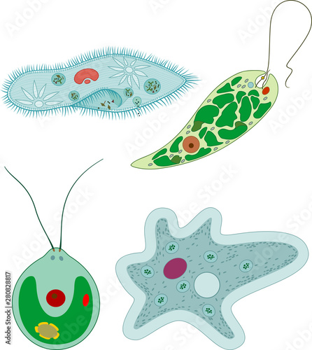 Set of unicellular organisms (protozoa): Paramecium caudatum, Amoeba proteus, Chlamydomonas and Euglena viridis