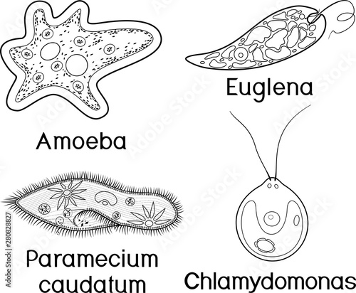 Coloring page. Set of unicellular organisms (protozoa): Paramecium caudatum, Amoeba proteus, Chlamydomonas and Euglena viridis