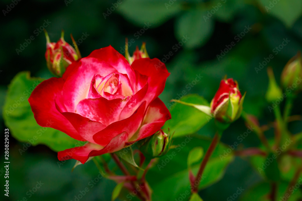 Fragrant Rose in Full Blossom Fragrant Rose in Full Blossom