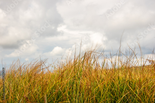 Dry grass weeds on mountain peaks. Cloudy sky background. With copy space.