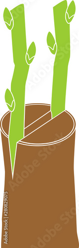 Spring grafting tree. Cleft graft