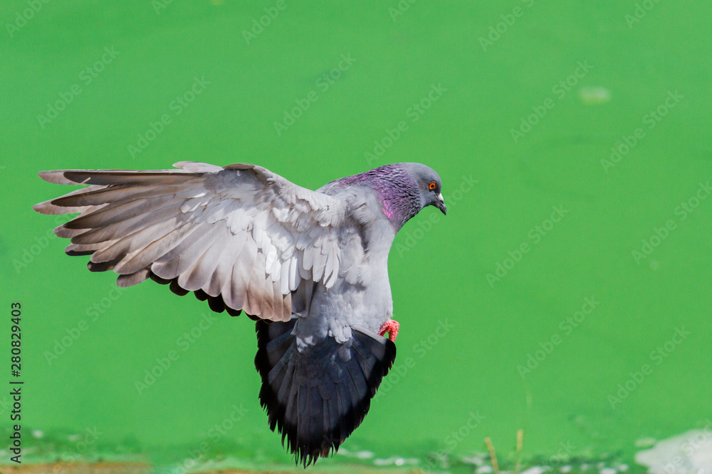 Obraz premium dove flying on green background