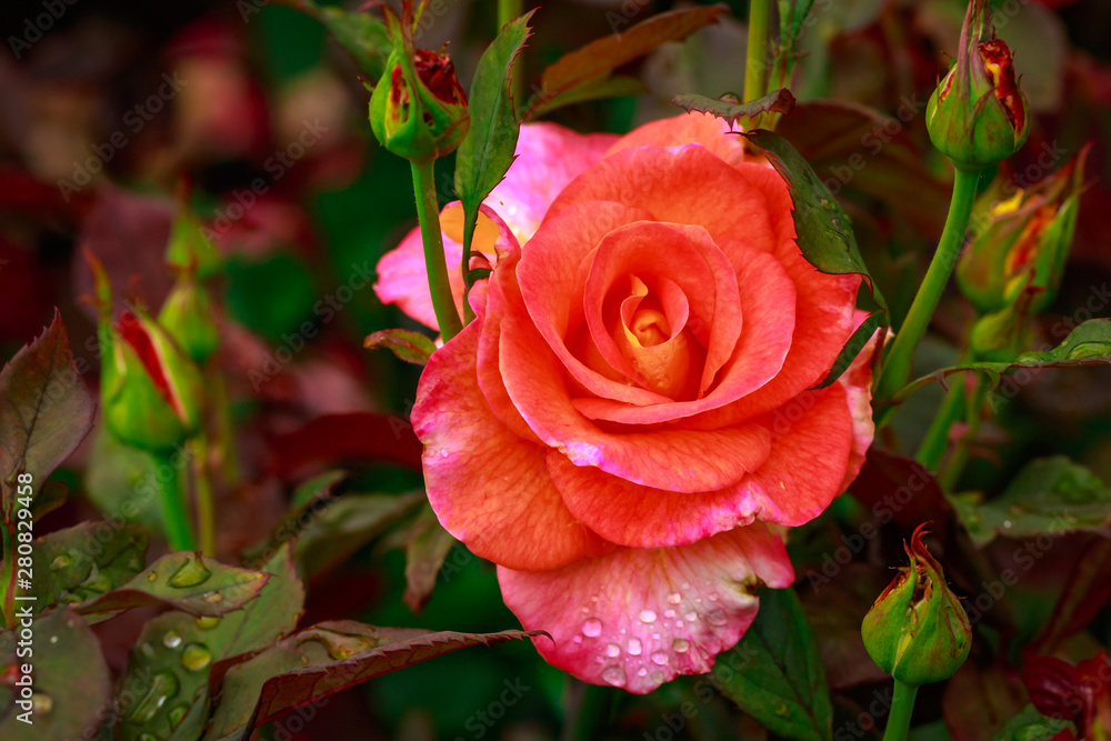 Fragrant Rose in Full Blossom Fragrant Rose in Full Blossom