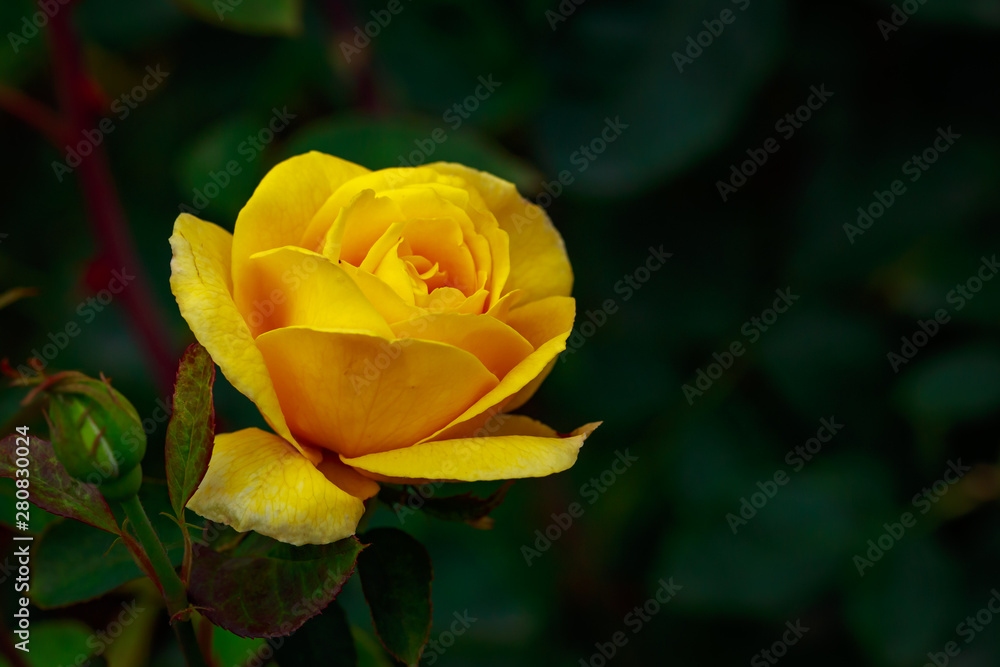 Fragrant Rose in Full Blossom