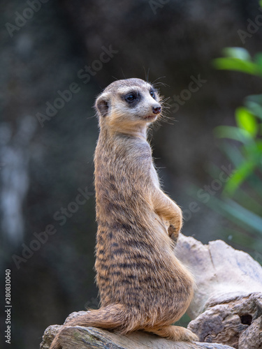 Meerkat (Suricate) on the lookout  © hyserb