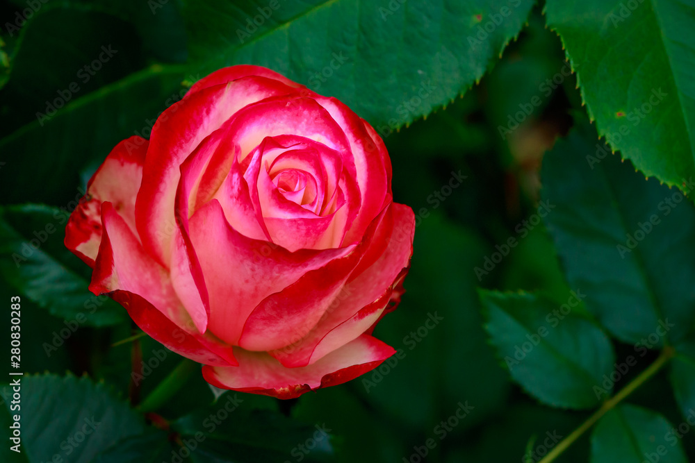 Fragrant Rose in Full Blossom Fragrant Rose in Full Blossom