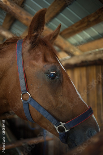 Fototapeta Naklejka Na Ścianę i Meble -  Horse at a farm in a stable behind bars.