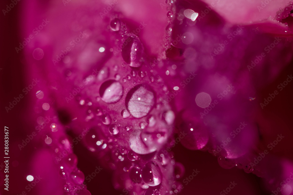 Close-up of pink peony petals with water drops. Peony flowers with macro dew. Variety Is Sarah Bernhardt Close-up of pink peony petals with water drops. Peony flowers with macro dew. Variety Is Sarah Bernhardt