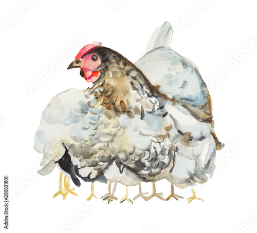 Watercolor Hen and chicks isolated on white background photo