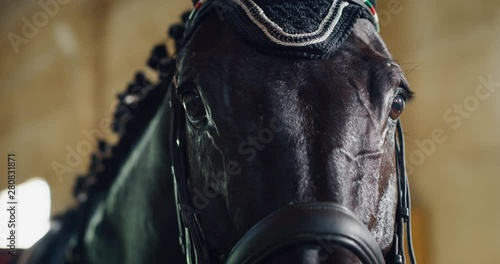 Cinematic slow motion extra close up  of young bay horse dressed in a professional apparel before practising exercises for competition of horse racing and dressage on a riding hall. photo