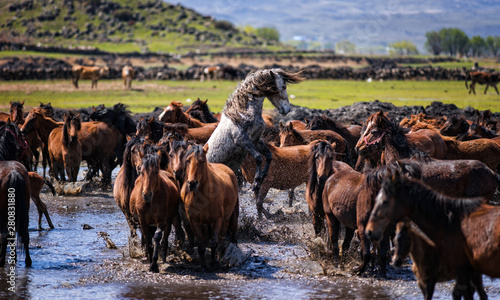 Fotografia herd of horses in desert