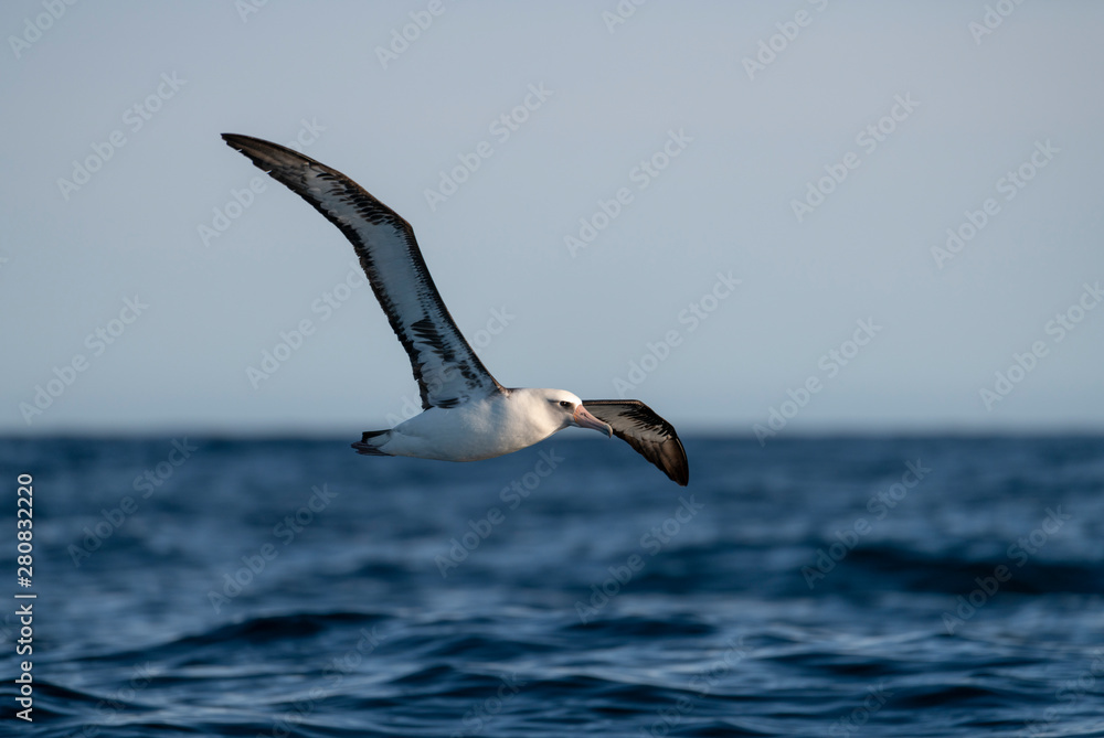 Fototapeta premium seagull in flight