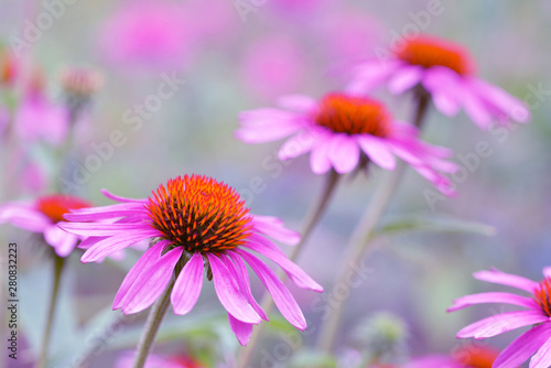 Blooming purple Coneflower - Echinacea purpurea. Flowers with blurred background. Medical perennial plant of the Asteraceae family. 