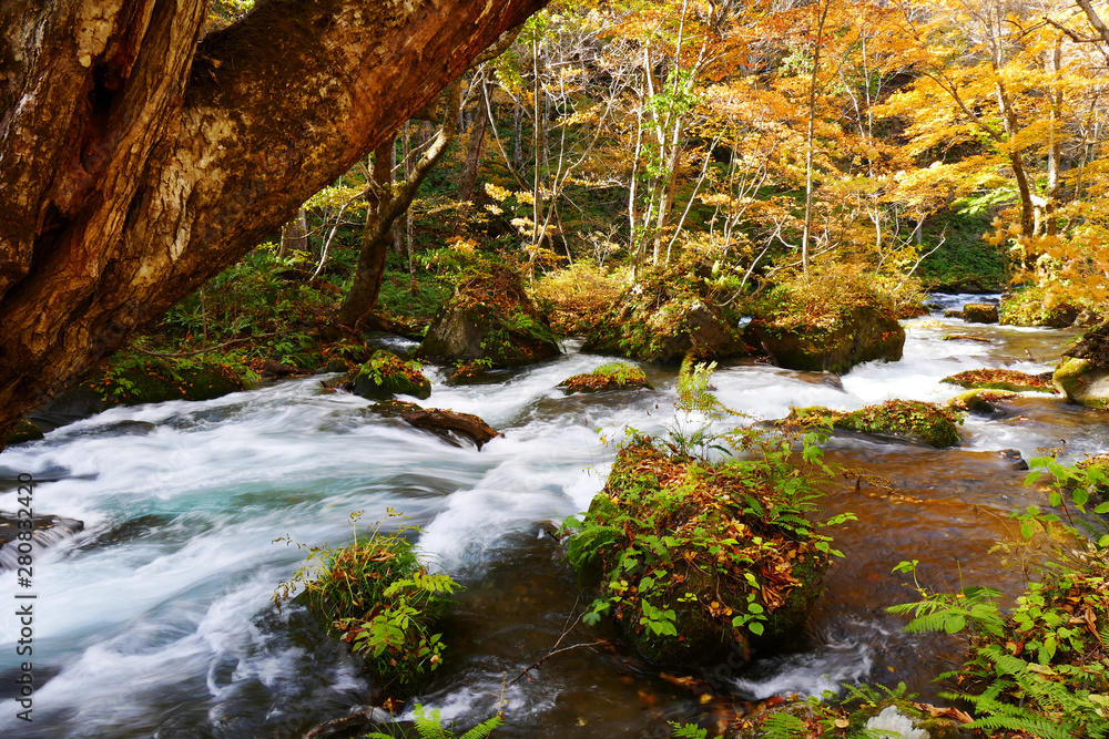 Water stream flowing through the colorful autumn forest with fallen leaves on Oirase walking trail in Towada Hachimantai National Park,  Aomori, Japan