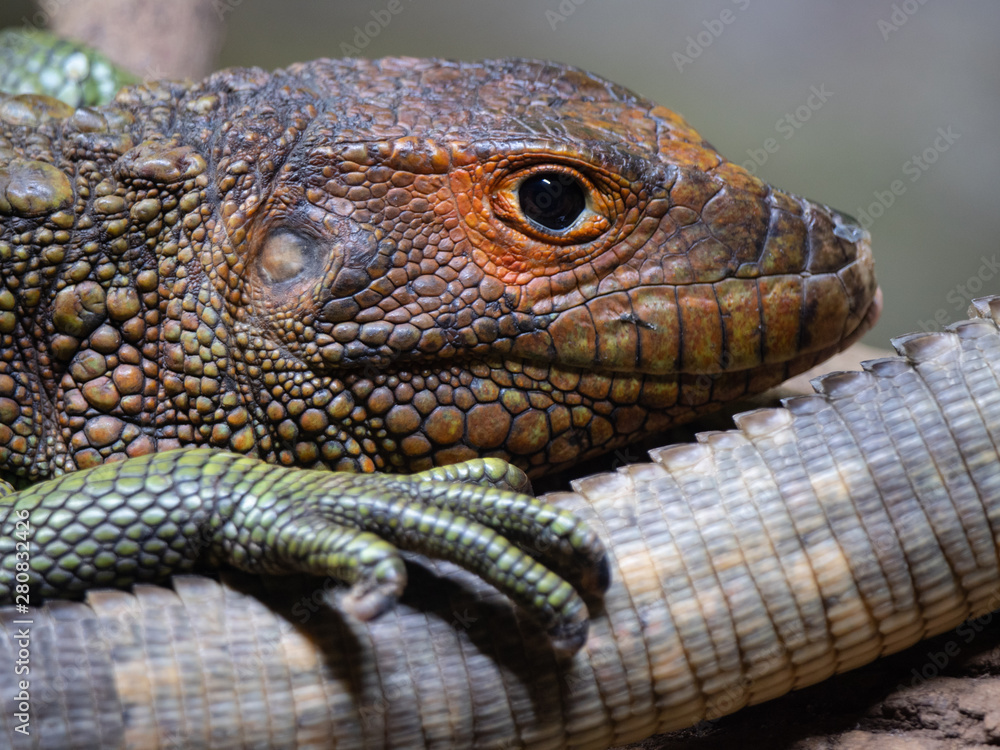 Fototapeta premium Caiman Lizard resting in tree