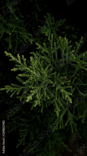 green grass in the rain