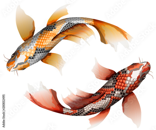 Koi carps, traditional colorful japanese fish detailed vector