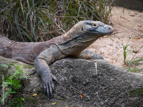 Komodo dragon giant monitor lizard