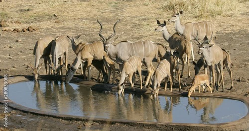 Kudu antelopes (Tragelaphus strepsiceros) drinking water at an artifical waterhole, Kruger National Park, South Africa