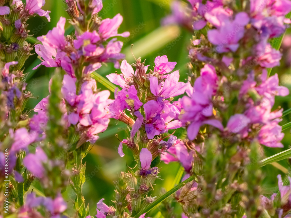 lilac flowers on the river Bank lilac flowers on the river Bank