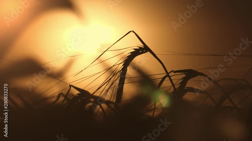 Ripe wheat spicas waiting to be gathered at large farm at dark sunset in slo-mo  photo