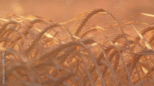 Crispy wheat spicas waiting to be winnowed at big farm at sunset in slow motion  photo