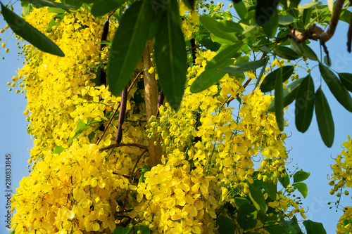 Golden Shower Tree photo