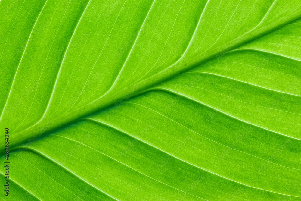 Texture of tropical bright green leaf closeup Texture of tropical bright green leaf closeup