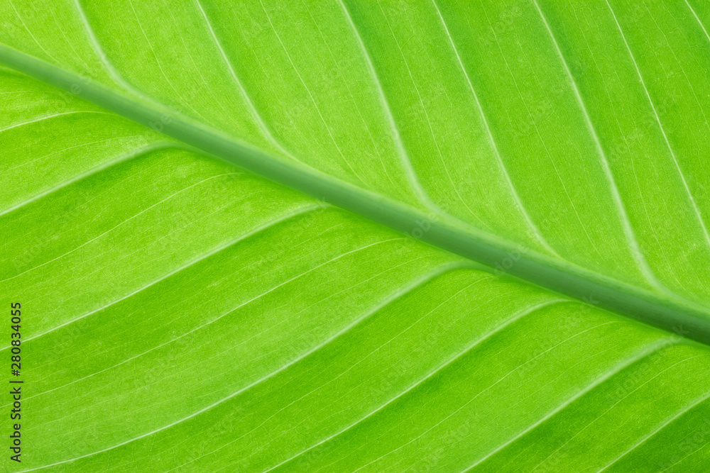 Texture of tropical bright green leaf closeup Texture of tropical bright green leaf closeup