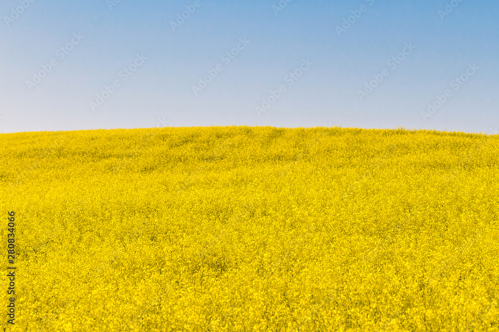 Mustard field bright yellow and blue sky without clouds Mustard field bright yellow and blue sky without clouds