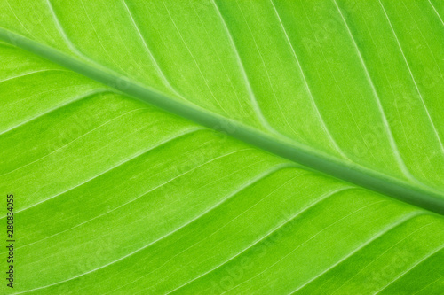 Texture of tropical bright green leaf closeup