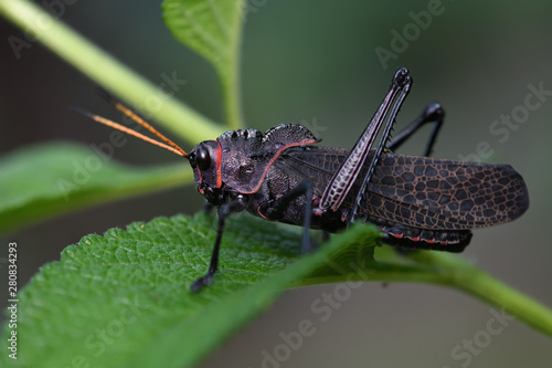 Purple Lubber Grasshopper on green leaf photo