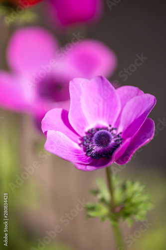 アネモネの花