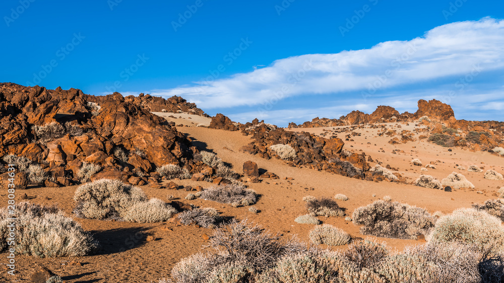 Sparse vegetation of the rocky desert