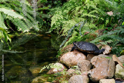 Turtle is resting on the stones near the water. The turtle is a symbol of wisdom.