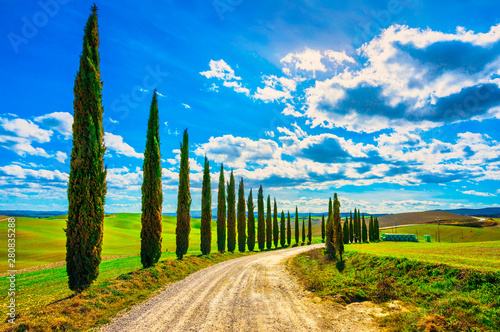 Tuscany, Cypress Trees white road rural landscape, Italy, Europe.