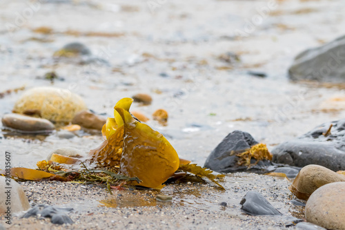 Algae near the ocean