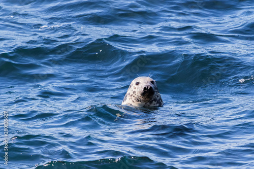 A seal swiming and looking at me