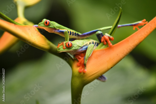 Red-Eyed Leaf Frog pair on flower