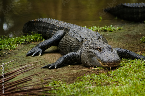 Tela alligator in Australia Zoo, Brisbane