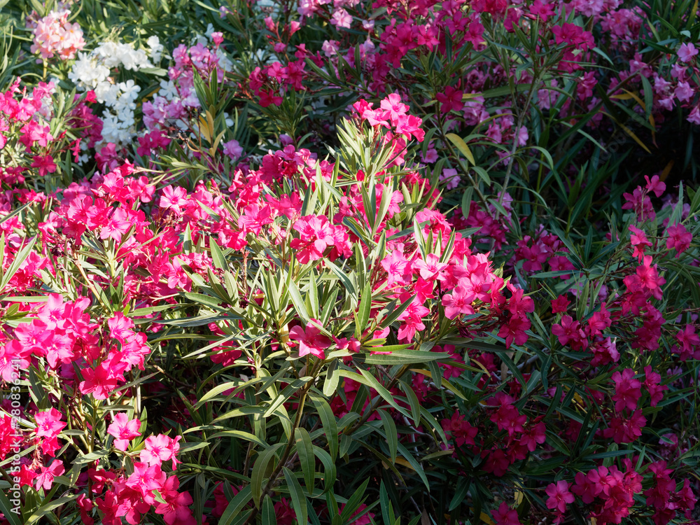 Nerium oleander in bloom with red flowers in clusters at the end of each branch and dark-green lanceolate leaves