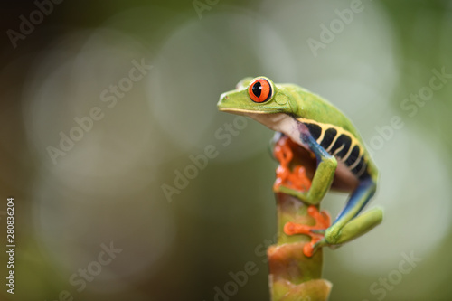 Red-Eyed Leaf Frog on top of plant stem