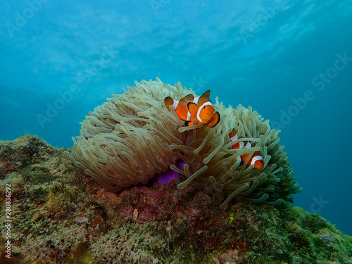 Closeup and macro shot of the Western Clownfish or Anemonefish during a leisure dive in Tunku Abdul Rahman Park  Kota Kinabalu  Sabah. Malaysia  Borneo.      