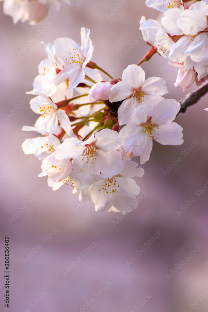 桜の花　春イメージ