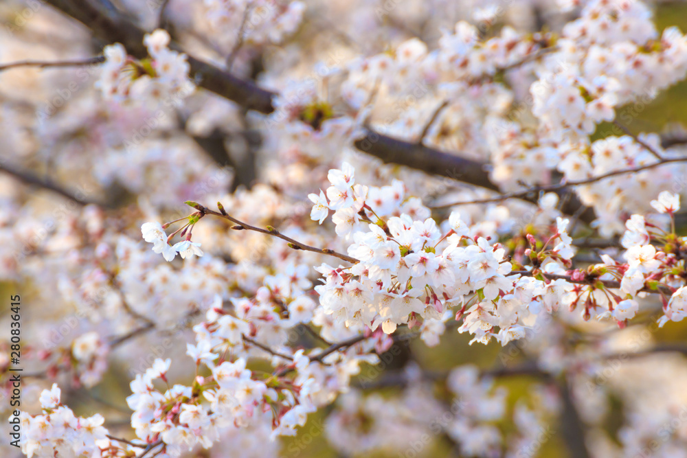 Obraz premium 桜の花 春イメージ