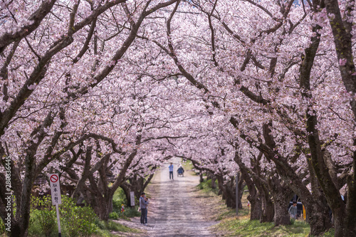 桜のアーチ 春イメージ