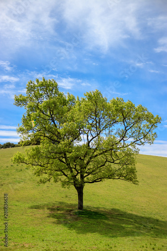 一本の木と丘　グラフィック素材 © TOMO