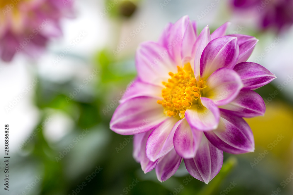 Fototapeta premium ダリアの花